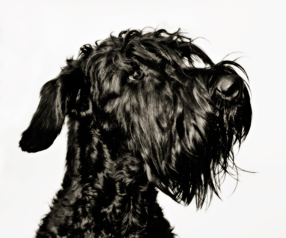 Jon Thorne Pet Photography