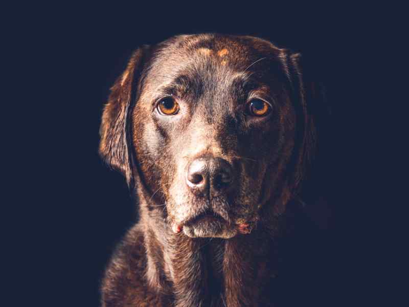 Professional Animal Portrait Photography