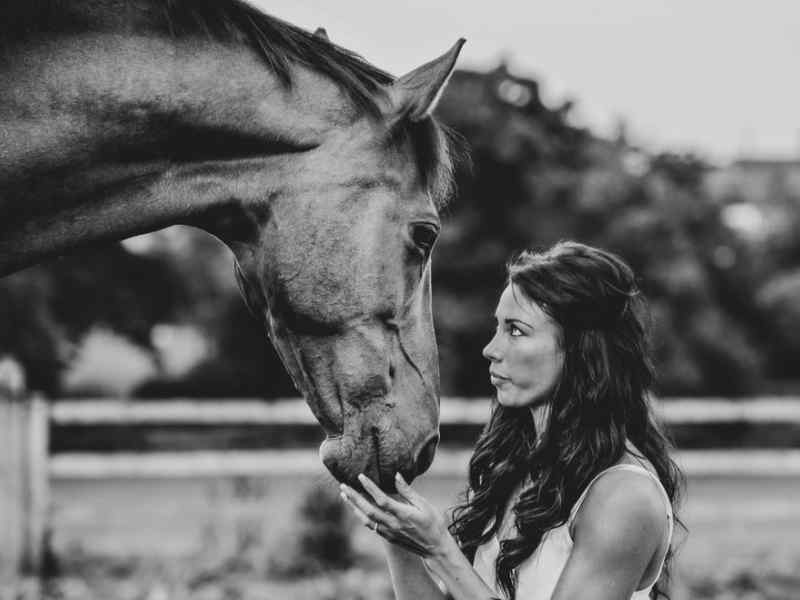 Professional Animal Portrait Photography