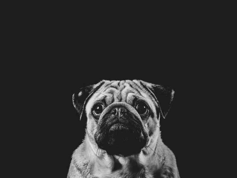 Professional Animal Portrait Photography