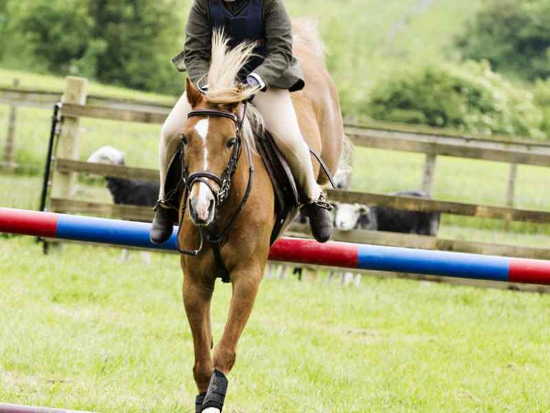 Jon Thorne Photography at National Forest Adventure Farm