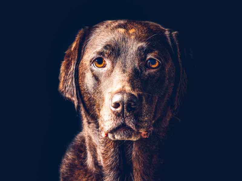 animal photography   pet photo Jon Thorne photography