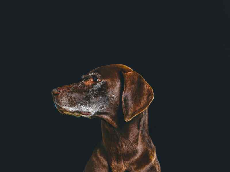 animal photography   pet photo Jon Thorne photography