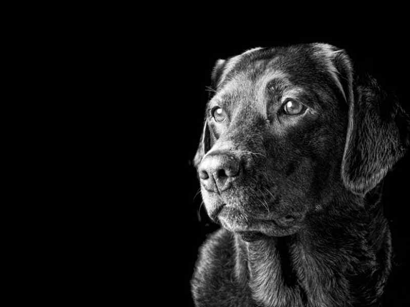 animal photography   pet photo Jon Thorne photography