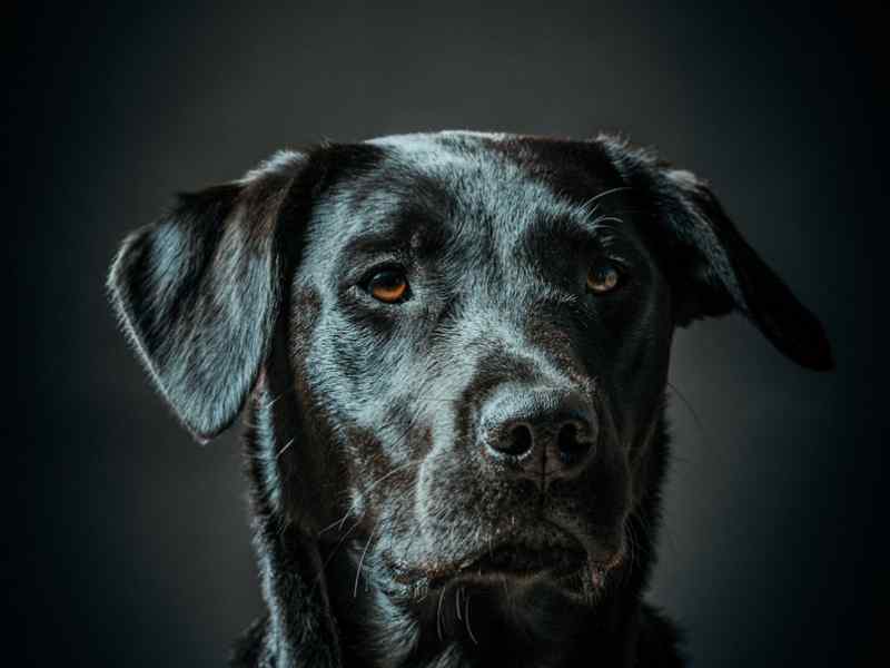 animal photography   pet photo Jon Thorne photography