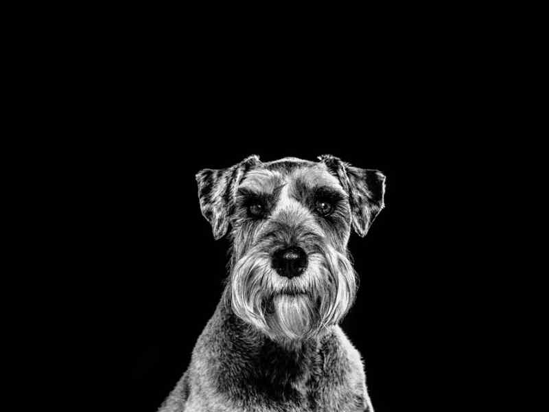 animal photography   pet photo Jon Thorne photography