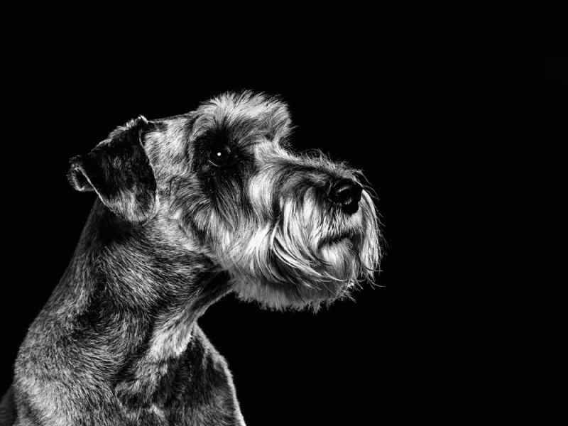 animal photography pet photographer staffordshire   Jon Thorne photography