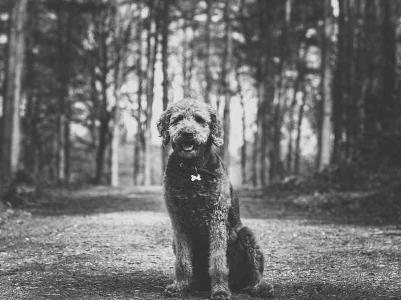 animal photography pet photographer staffordshire   Jon Thorne photography