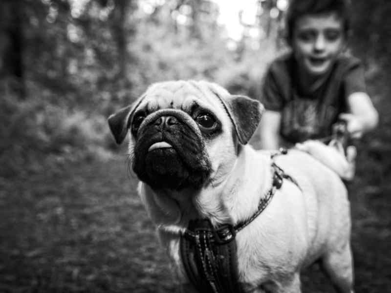 animal photography pet photographer staffordshire pugs